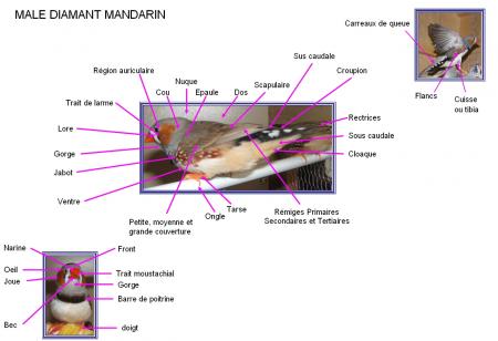 Détails du mâle mandarin