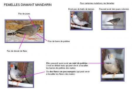 Détails de la femelle mandarin