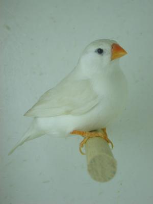 Une de mes femelles mandarins